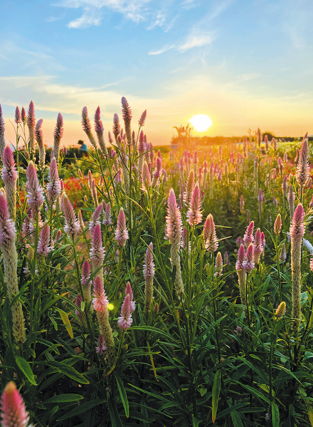 sunset floers